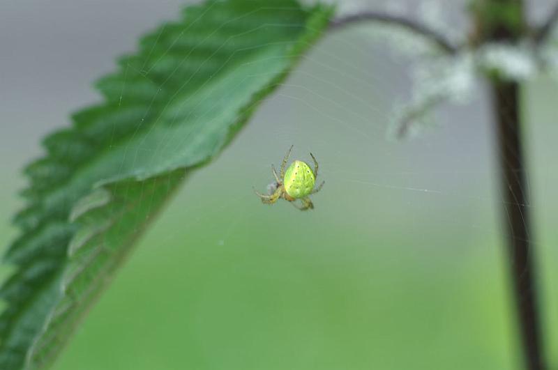 Araniella_cucurbitina_D6076_Z_88_Les Gris_Frankrijk.jpg